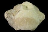 Fossil Mosasaur (Clidastes) Cervical Vertebra - Kansas #136437-2
